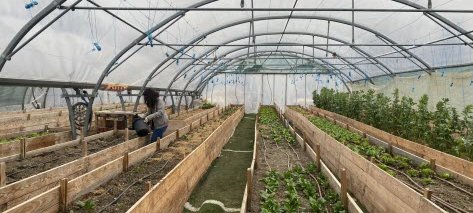 Ilot Vert : jardin urbain