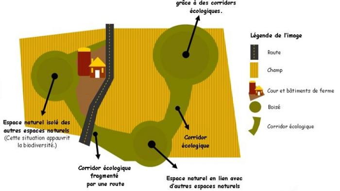 L'étude des connectivités écologiques au service de l'aménagement