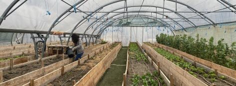 Ilot Vert : jardin urbain