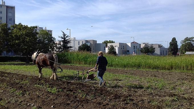 Ferme urbaine de Maguy, potagers et jardin partagé sur le quartier de Haute Roche