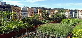 Maraîchage urbain