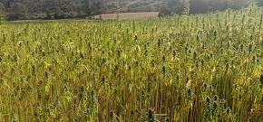 La filière construction chanvre en AURA, de l'amont à l'aval