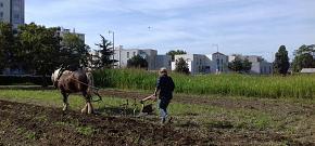 Ferme urbaine de Maguy, potagers et jardin partagé sur le quartier de Haute Roche