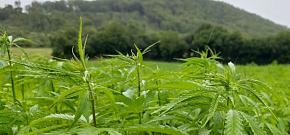 Construction chanvre sur le territoire Auvergne-Rhône-Alpes