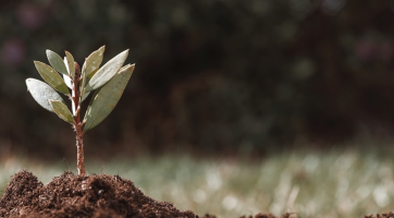 Le Canopée Remix : penser la ville arborée de demain - 10, 12 et 13 nov. 2020