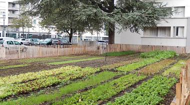 Cycle Agriculture urbaine