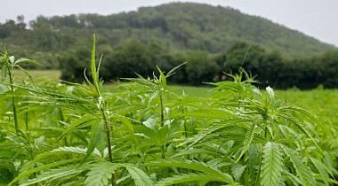 Construction chanvre sur le territoire Auvergne-Rhône-Alpes