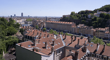 La mérule, un nouvel enjeu dans la gestion des bâtiments