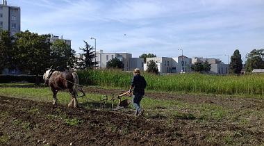 Ferme urbaine de Maguy, potagers et jardin partagé sur le quartier de Haute Roche