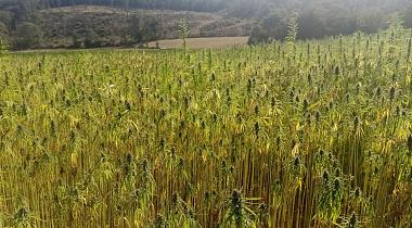 La filière construction chanvre en AURA, de l'amont à l'aval