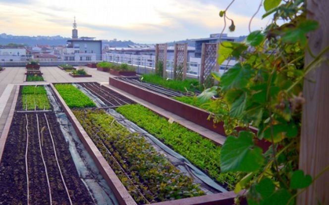A vos opérations d'agriculture urbaine !