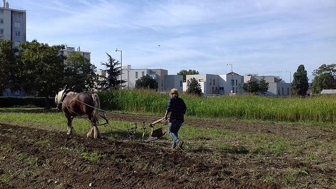 Ferme urbaine de Maguy, potagers et jardin partagé sur le quartier de Haute Roche