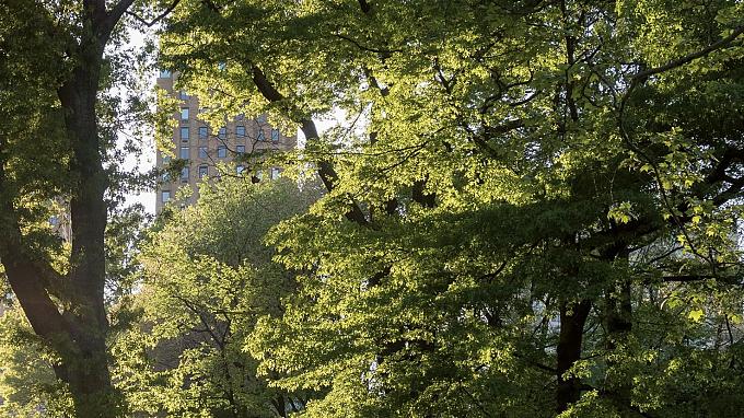 Visite commentée de l'exposition La Ville Forêt : Vers une nouvelle culture urbaine