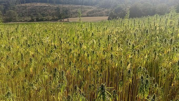 La filière construction chanvre en AURA, de l'amont à l'aval