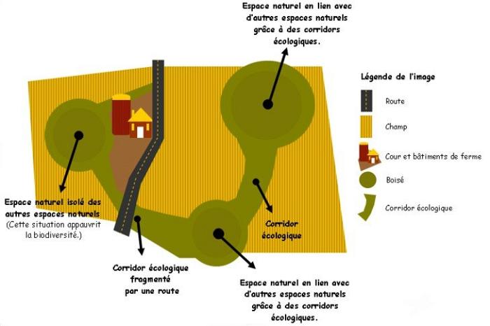 L'étude des connectivités écologiques au service de l'aménagement